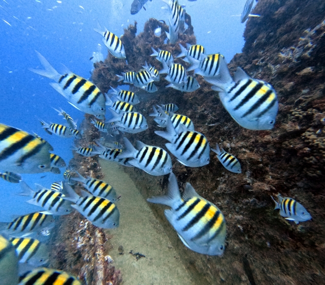 Banqueta de peces en arrecife