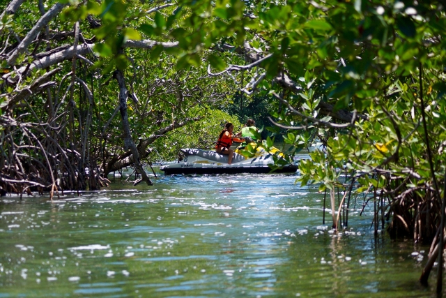 Paseo en la jungla