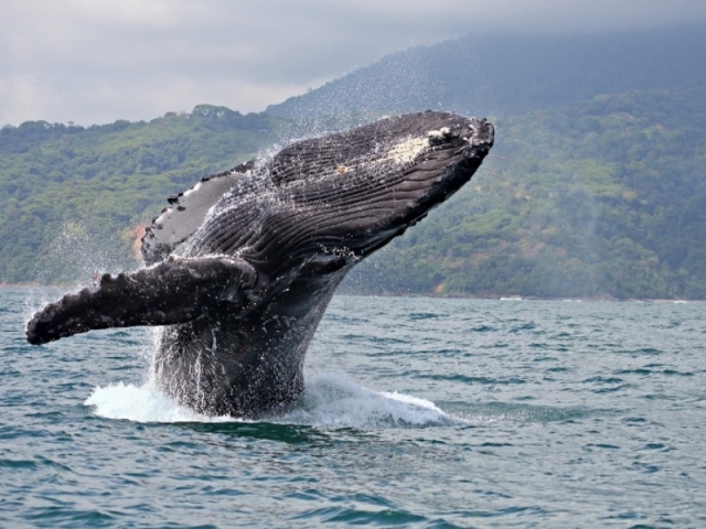 Migracion de ballenas Migracion de ballenas