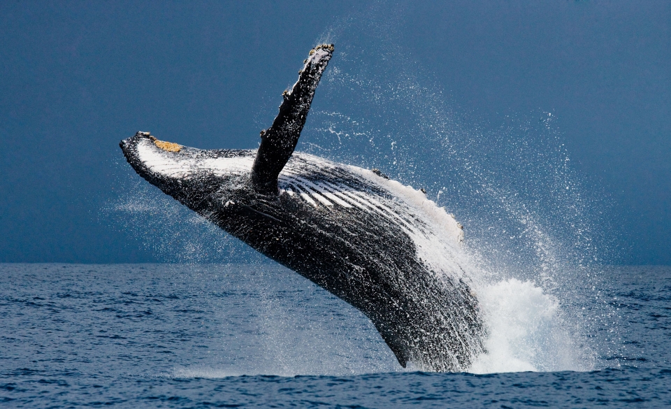Salto de ballena jorobada Salto de ballena jorobada