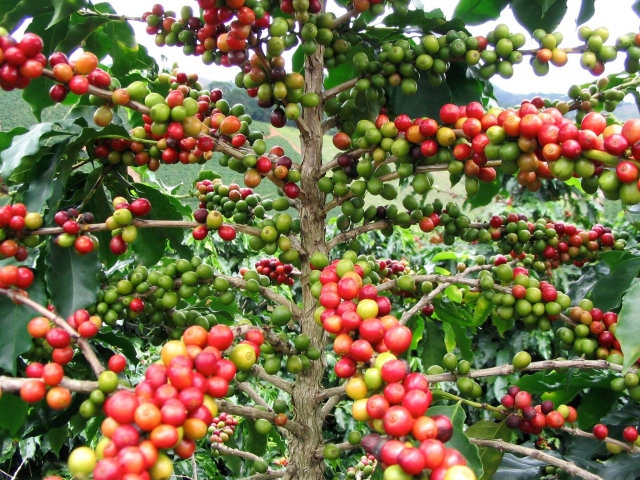 Apreciando cafetaleres