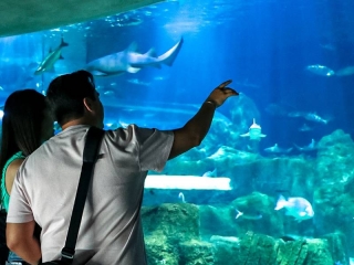 Entrada sin fila a Acuario Michin en Guadalajara