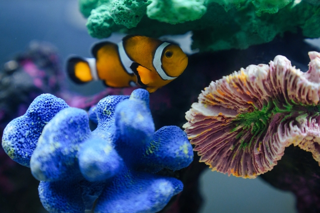Pecererererereres caribeños en acuario