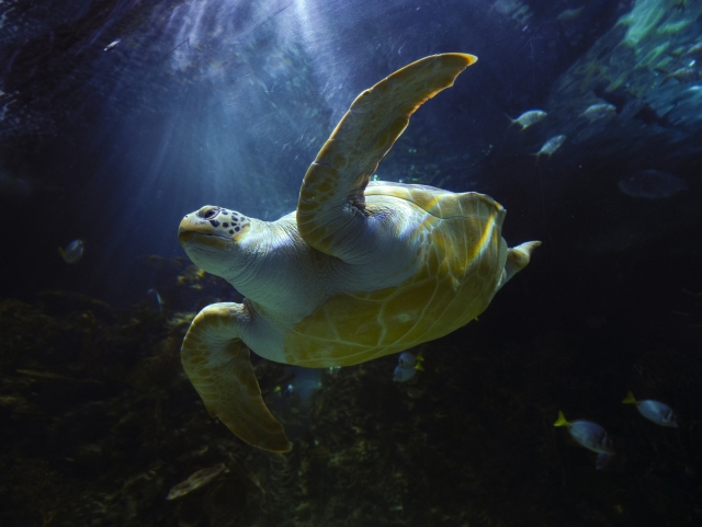 Tortugas marinas