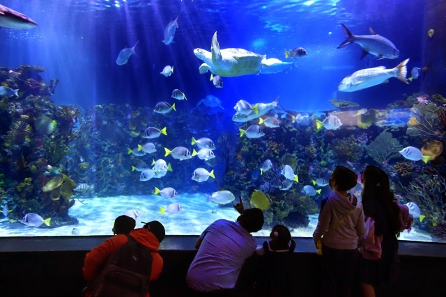 Observando el oceanario