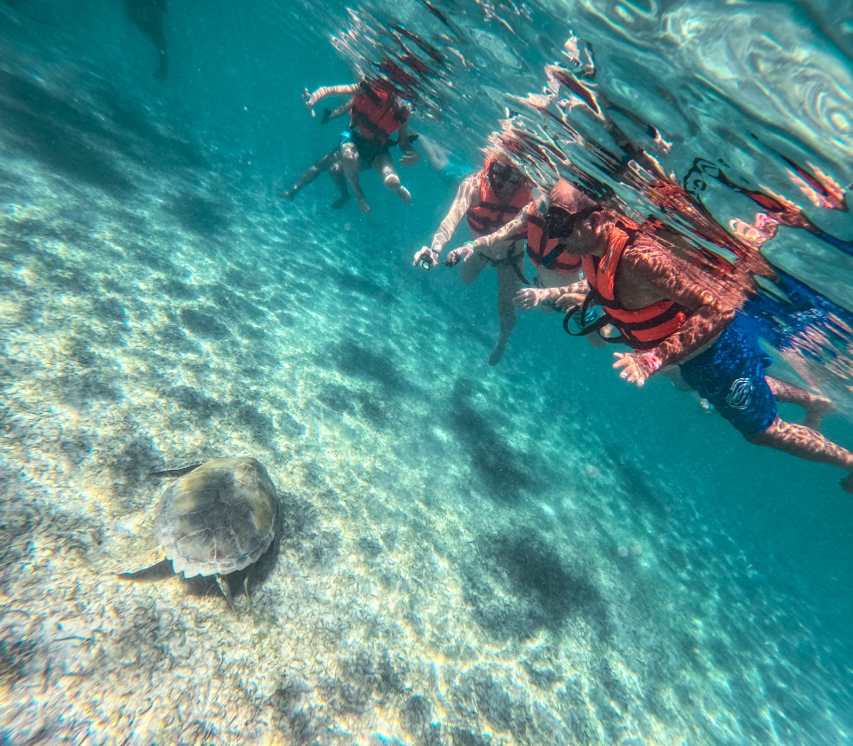 Explorando tortugas