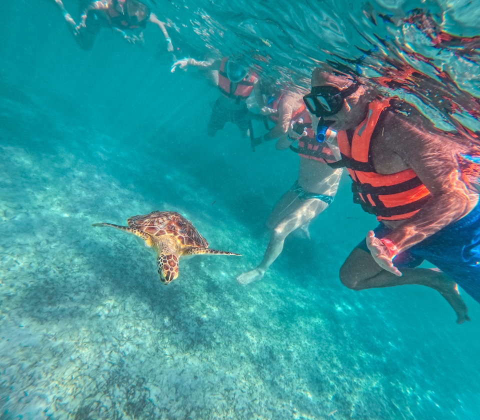 Nadando con tortugas Nadando con tortugas