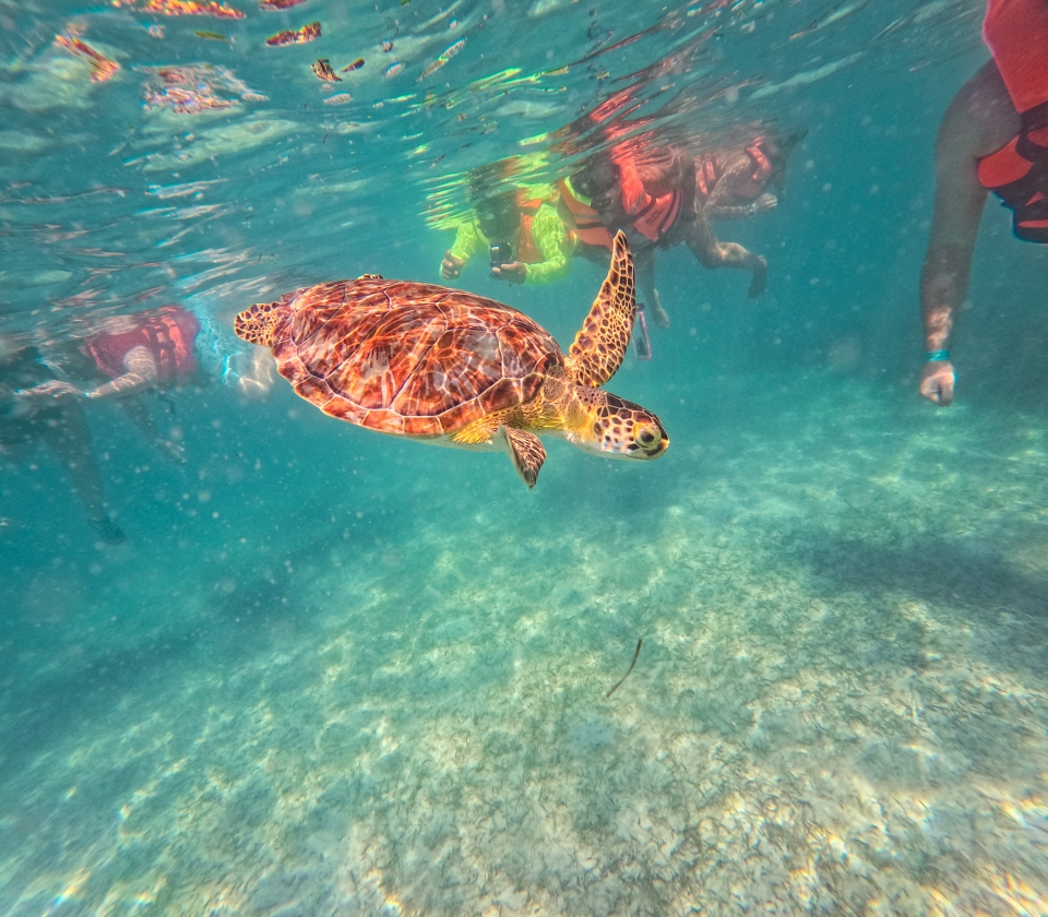 Explorando santuario de tortugas