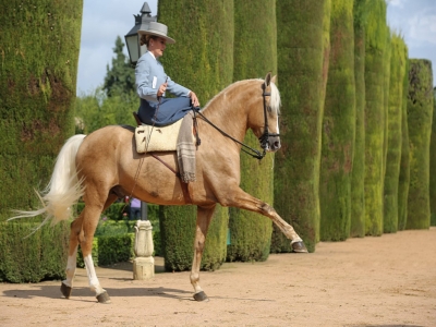 Centro Ecuestre El Cañuelo