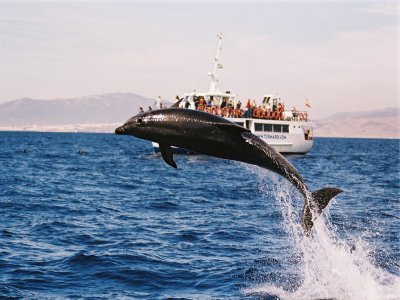 Ver delfines en Tarifa precio 1 a 3 años Temp Baja