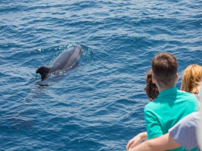 Ver cetáceos Gibraltar temporada alta Bebés