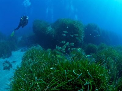 3-hour dive in Cabo de Gata + material