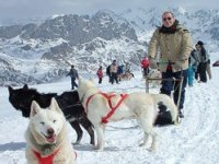  Chiens avec traîneau 