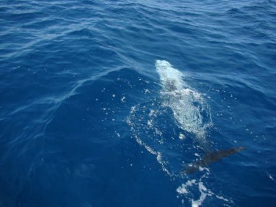 Escuela Náutica Floren Probanza Pesca