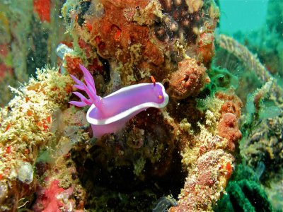 Snorkeling con lancha en Lugo, 1 hora