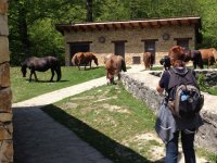  mulher fotografando alguns cavalos 