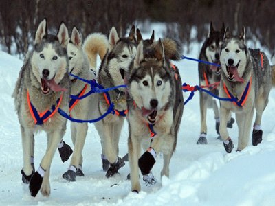 Aventuras Bajo Cero Mushing