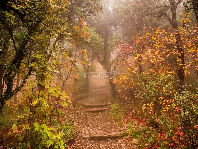  Forêt luxuriante 