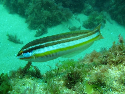 Snorkel en la Isla de Mouro