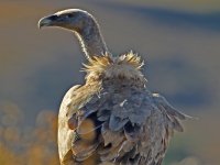 Griffon vulture