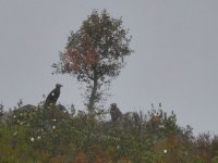 Vultures resting