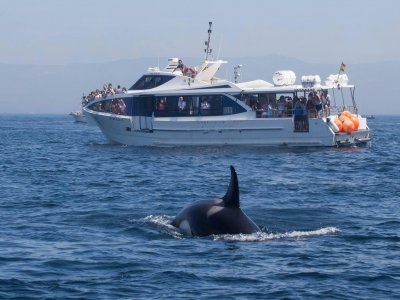 Avistamiento de cetáceos en Gibraltar Temp baja