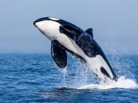 Orca pulando da água 