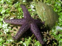  Starfish 