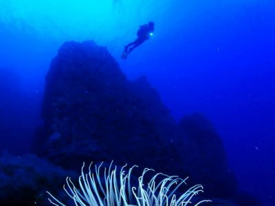 Dive session, El Hierro