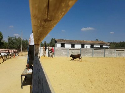 Capea con 2 vaquillas, comida y piscina en Utrera