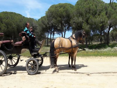 Ruta en coche de caballos en el Rocío niños gratis