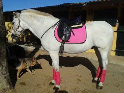 Paseo a caballo 1 h Montseny + mini clase gratis