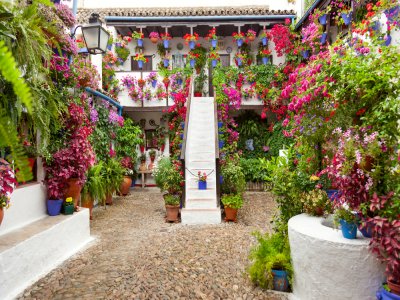 Guided tour of the courtyards of Córdoba