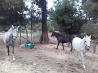 Passeio a cavalo no vale de Iruelas 