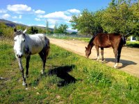 Ruta a caballo para familias