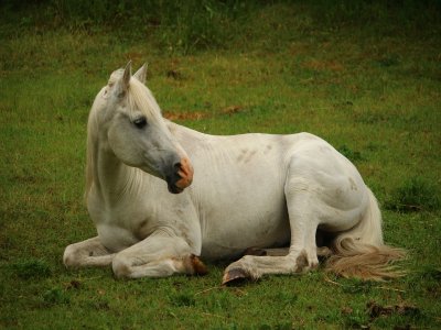 Paseo a caballo con comida y alojamiento en Ocaña