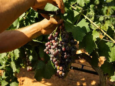 Bodegas Vi Rei