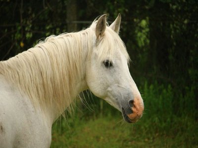 Ruta a caballo en Guadalajara para niños 3h