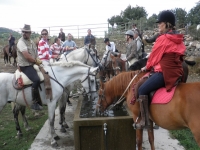 Refreshing the horses