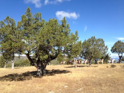 Passeio a cavalo pelos arredores de Simancas 1 hora