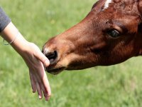  Treffen mit dem Pferd