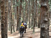  Horse riding trails 