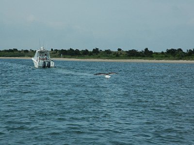 Golden Marlin Paseos en Barco