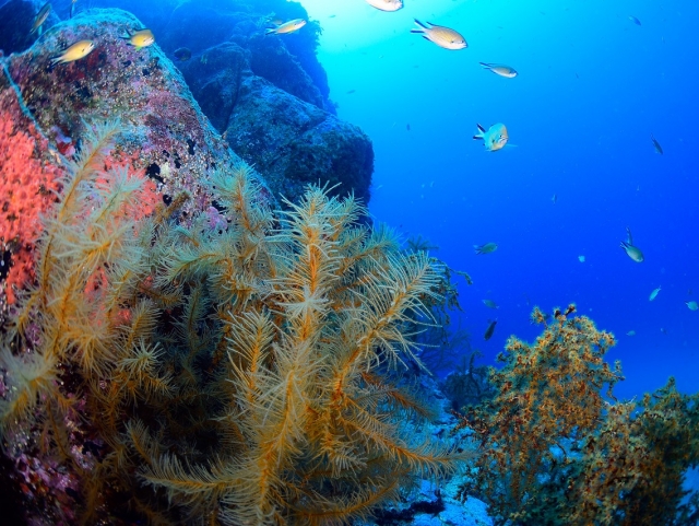  Grazie alle immersioni scoprirai i fondali dell'Atlantico 