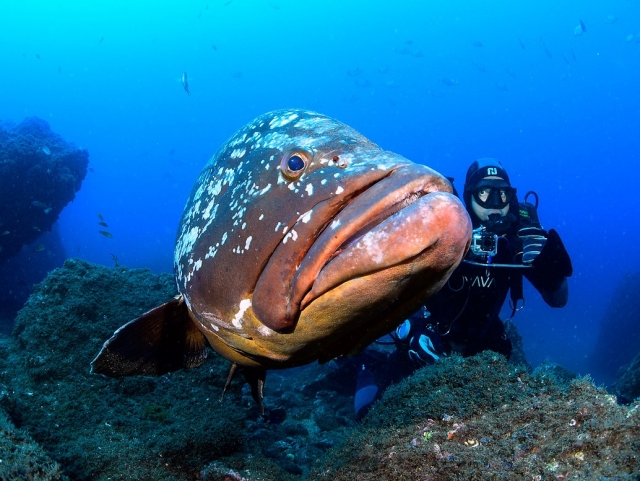 Buceo disfrutando de la fauna marina 