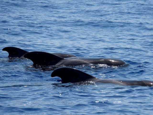 Avistamiento de delfines en Machico