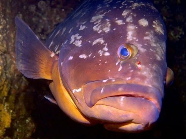  You can find different species of fish practicing diving 