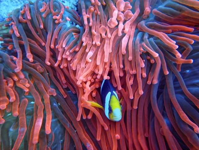 fauna marina pez