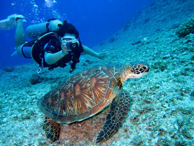 forografiando una tortuga