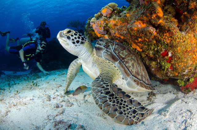 tortuga con buceadores